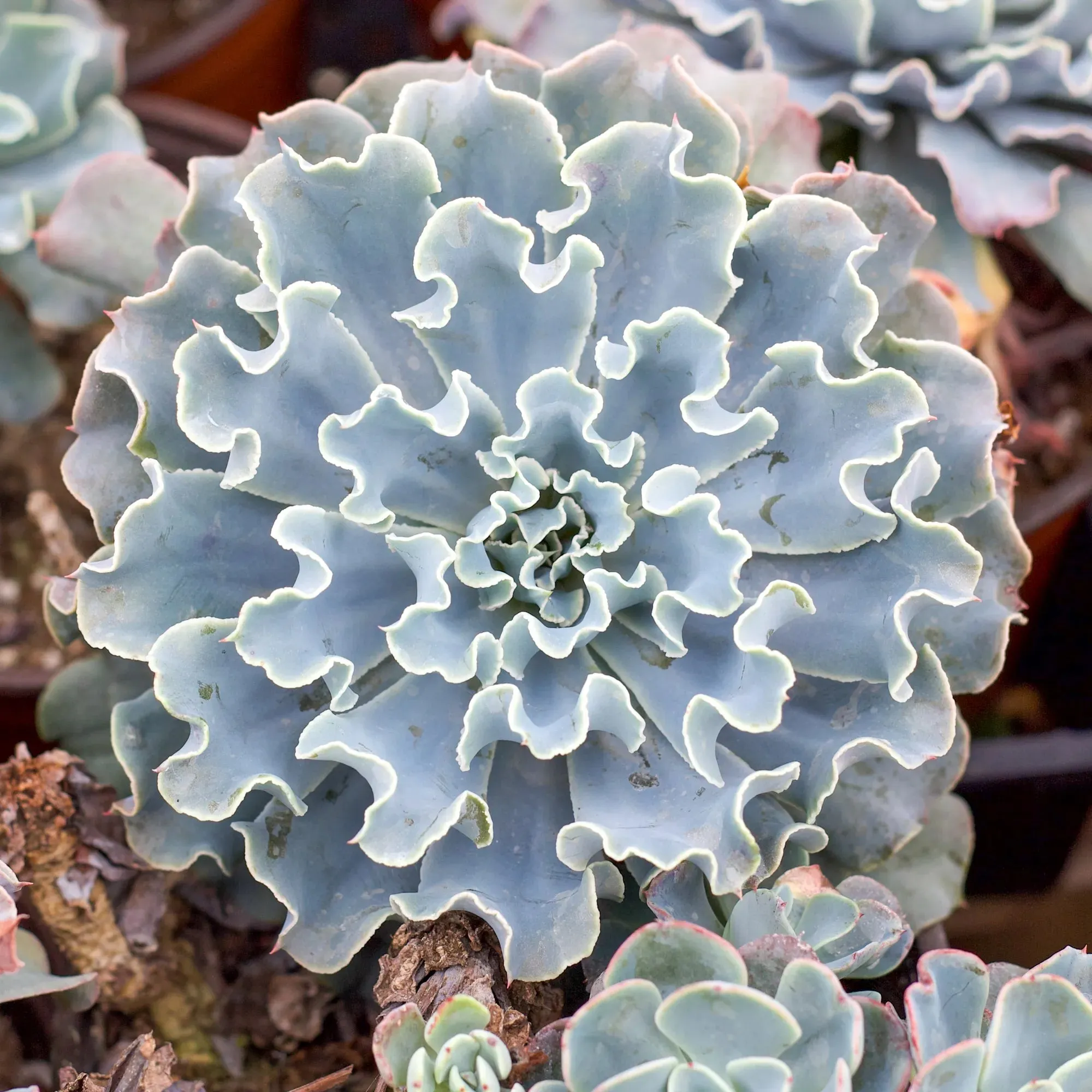 Echeveria 'Blue Frills'