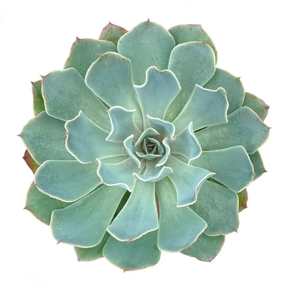 Echeveria 'Blue Frills'