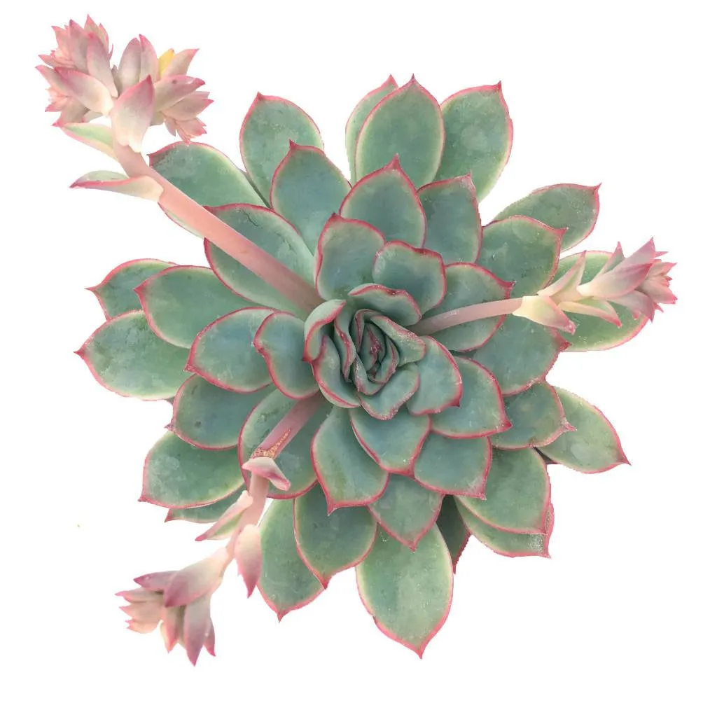 Echeveria 'Esther'