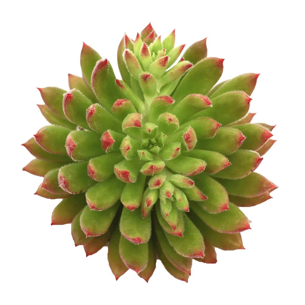 Echeveria 'Spruce Oliver'