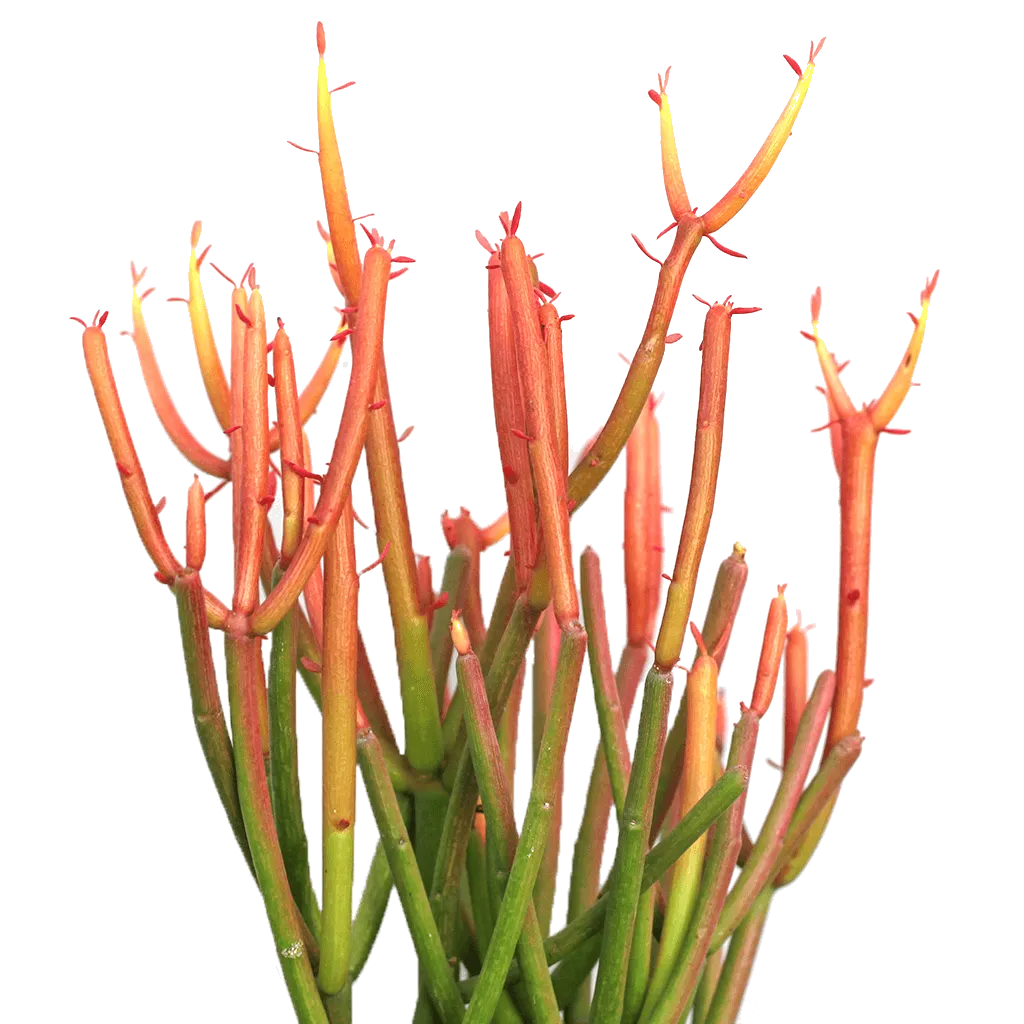 Euphorbia tirucalli 'Firesticks'