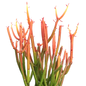 Euphorbia tirucalli 'Firesticks'