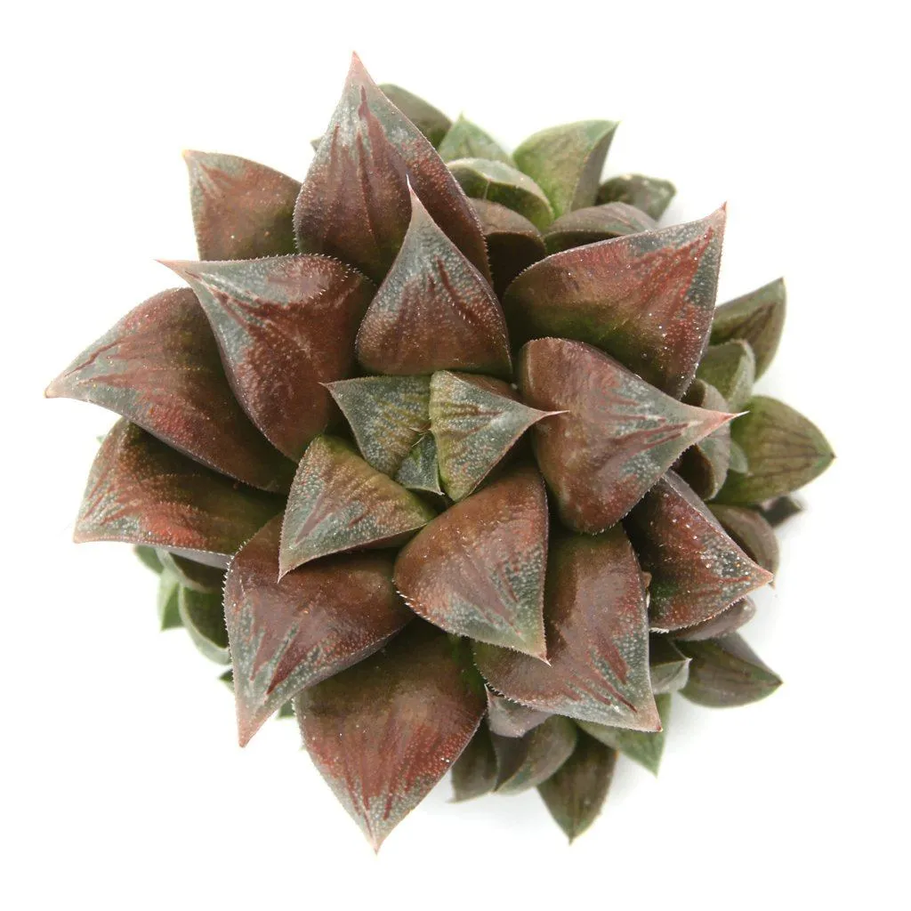 Haworthia 'Chocolate'