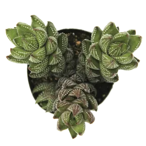 Haworthia coarctata var. chalwinii