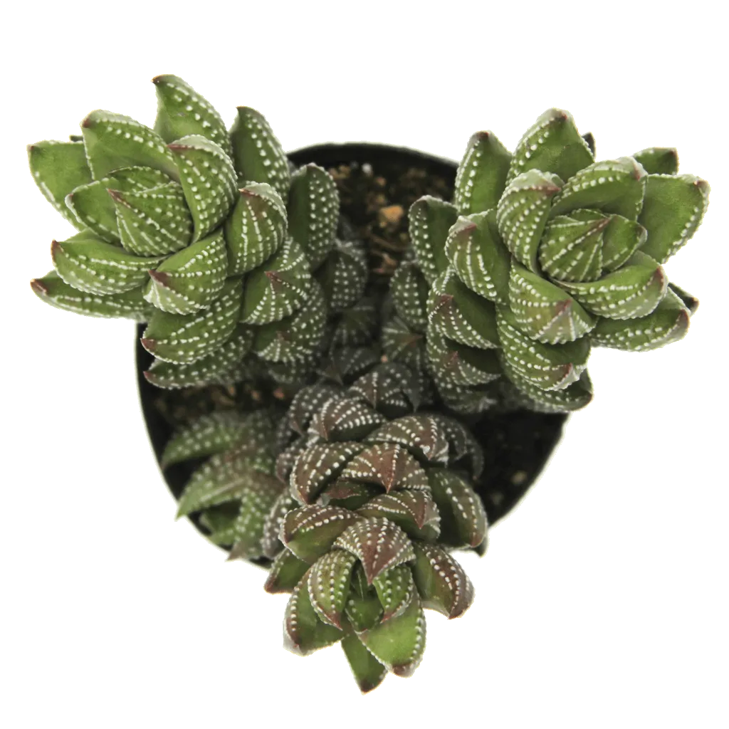 Haworthia coarctata var. chalwinii