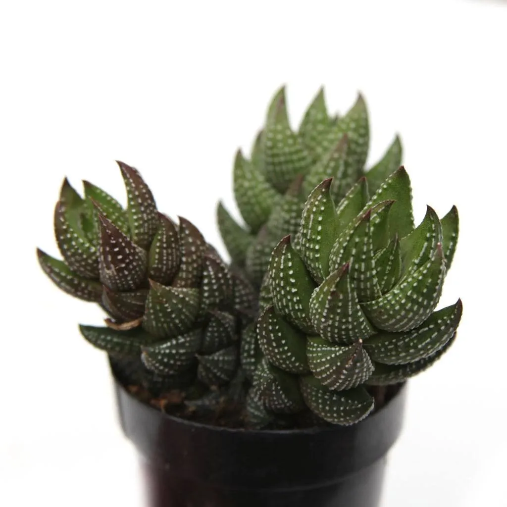 Haworthia coarctata var. chalwinii