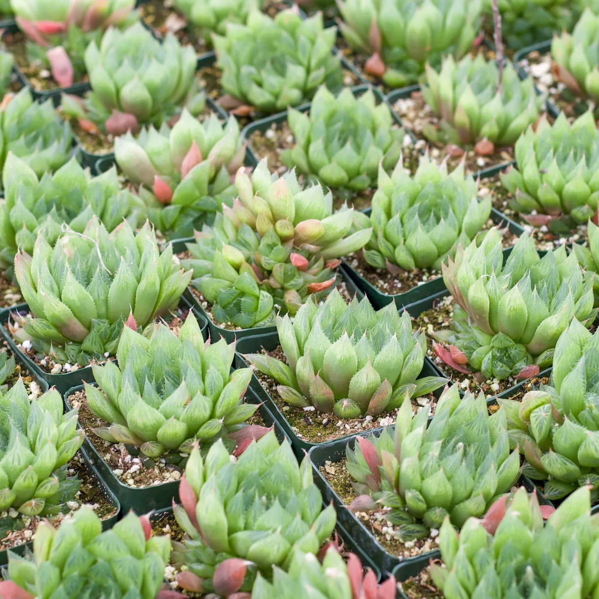 Haworthia cooperi