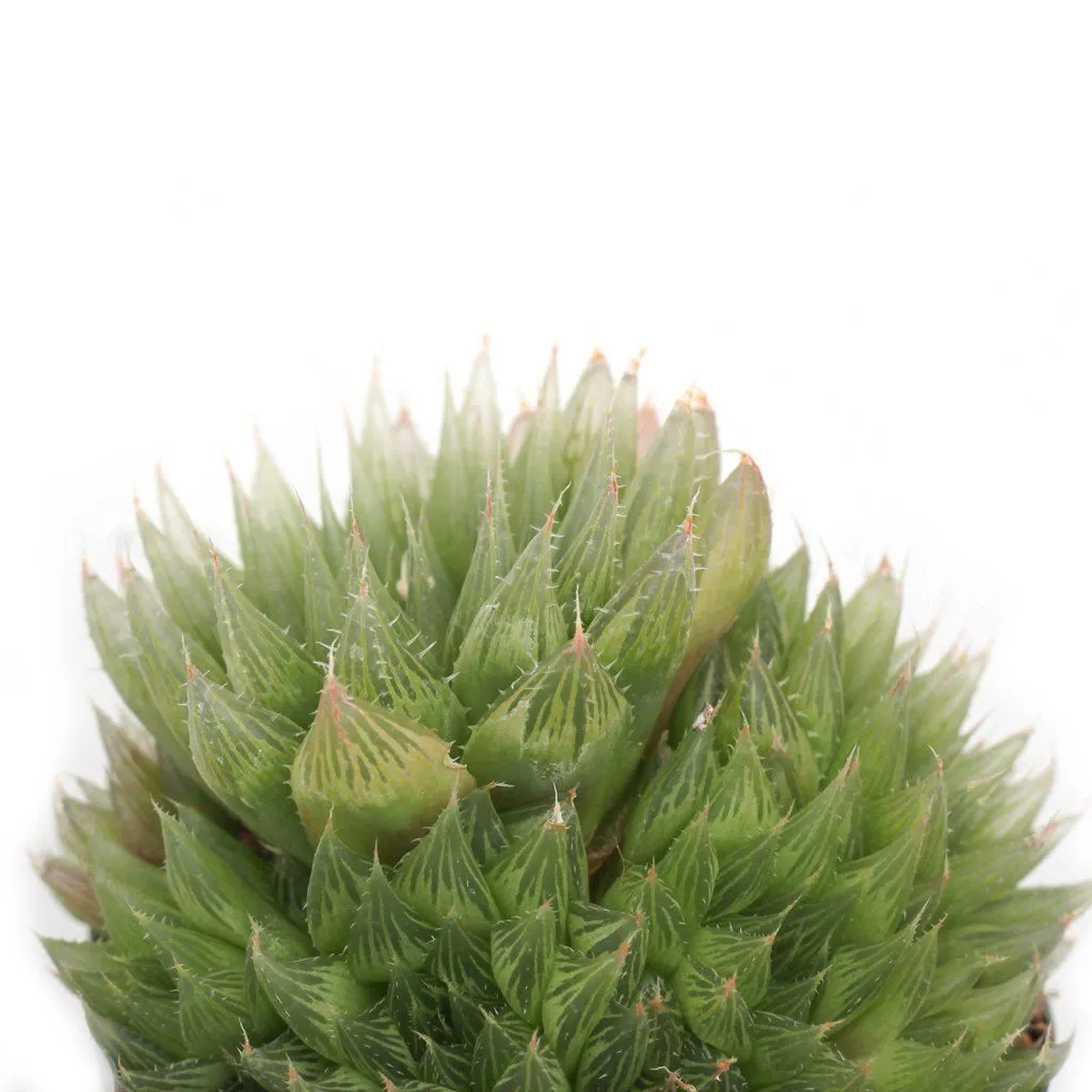 Haworthia cooperi