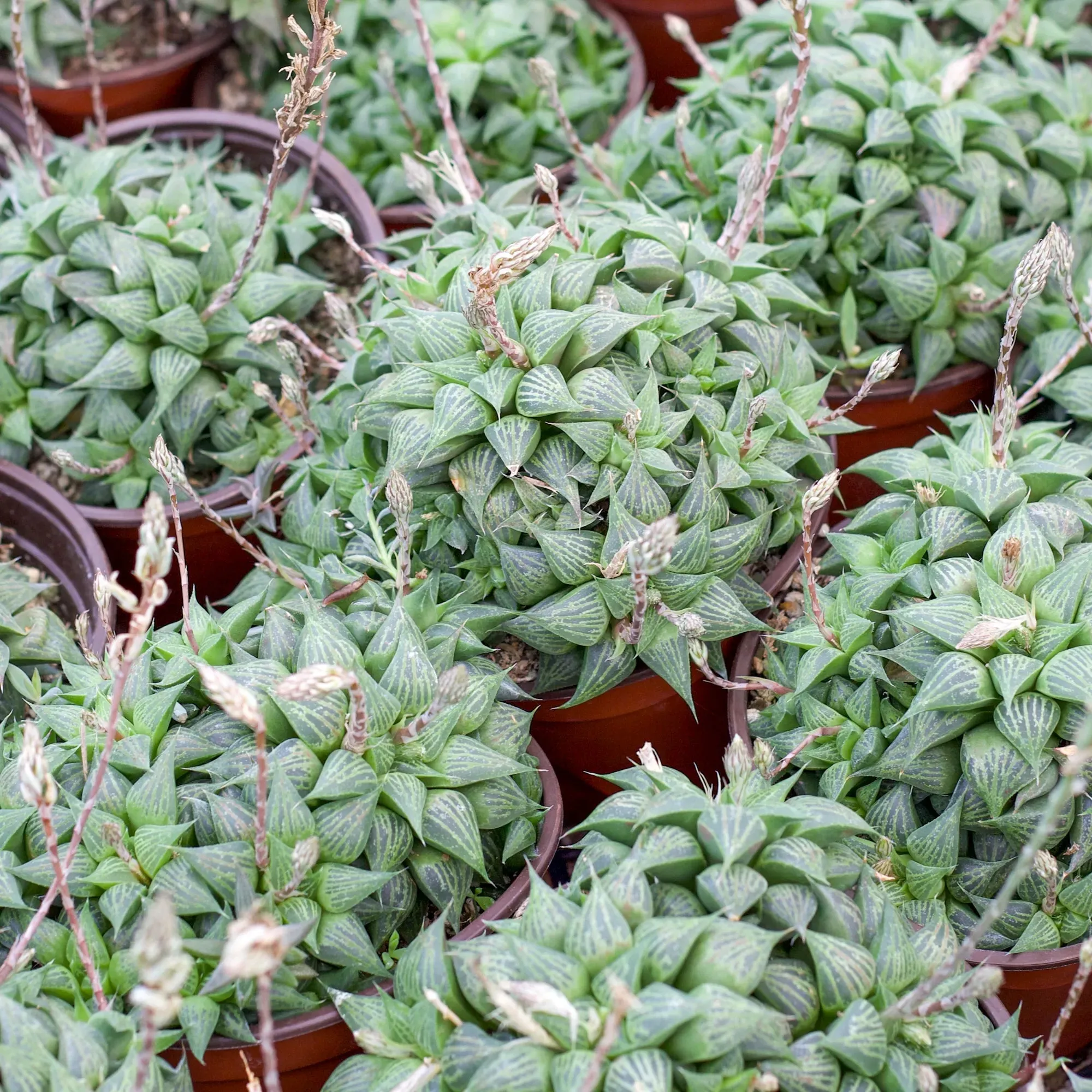 Haworthia magnifica var. acuminata